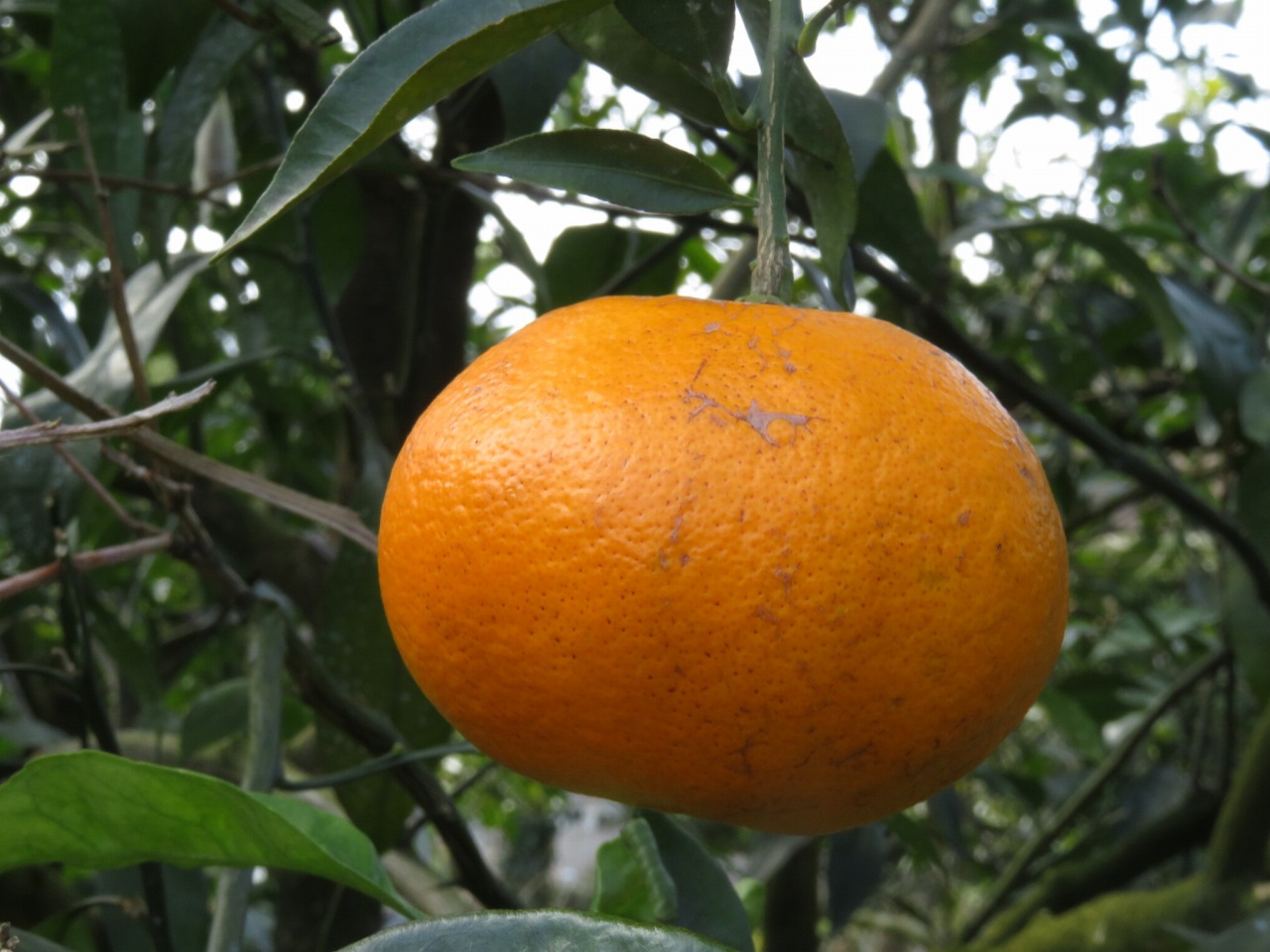 树体 (MAFF, Japan)