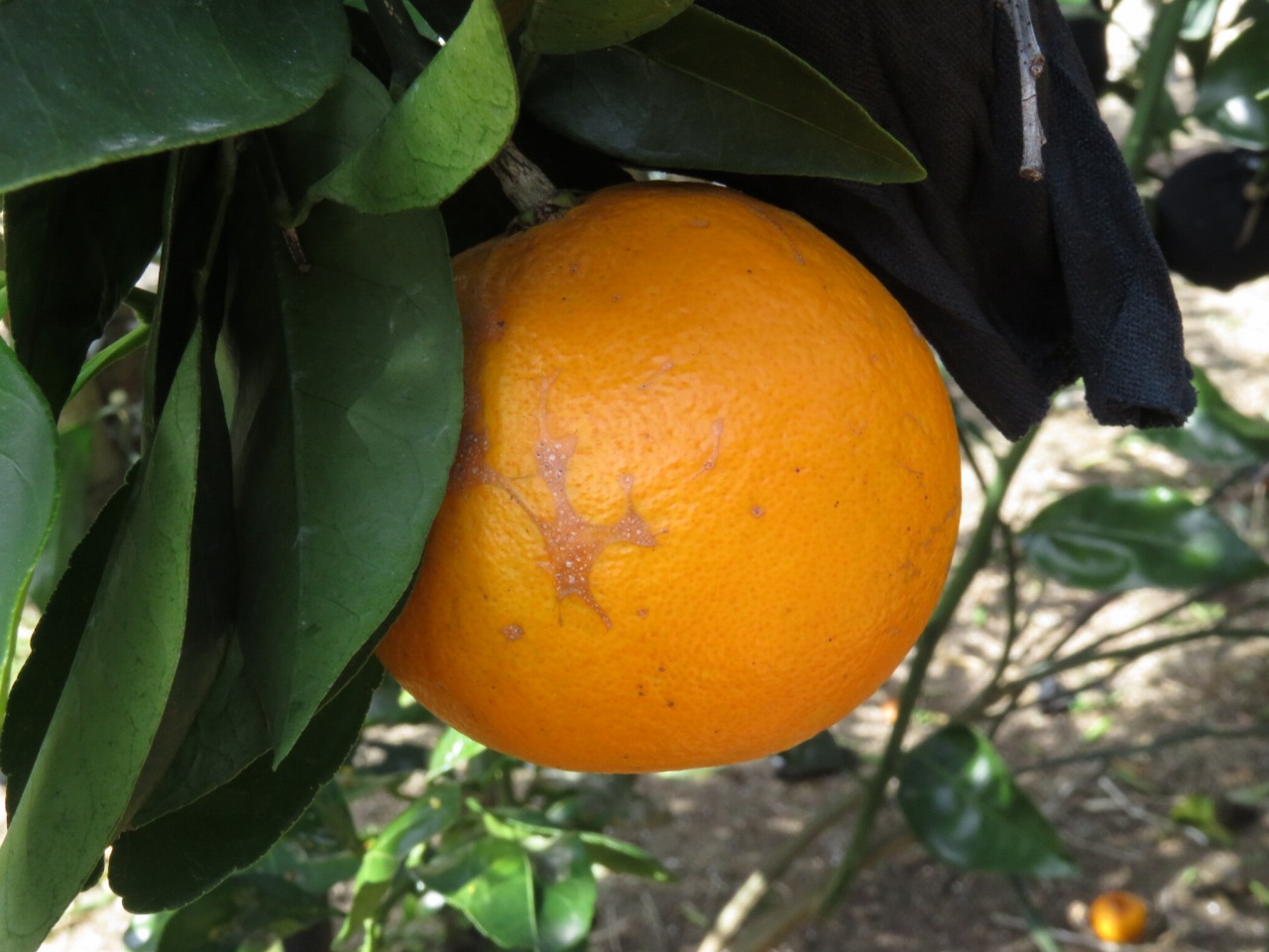 果实 (MAFF, Japan)