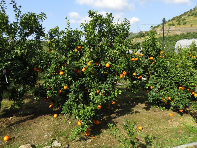 树体 (MAFF, Japan)