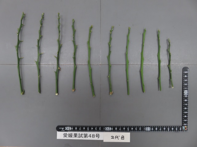 果实 (MAFF, Japan)