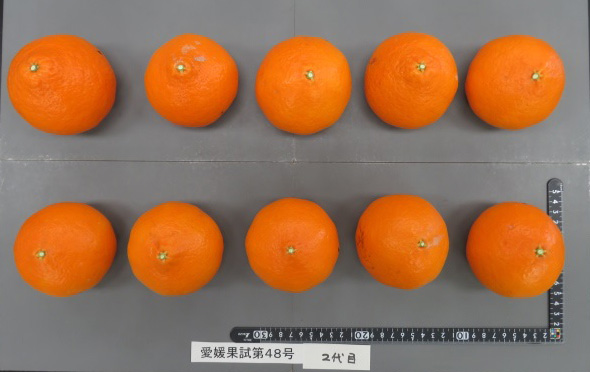 果实 (MAFF, Japan)