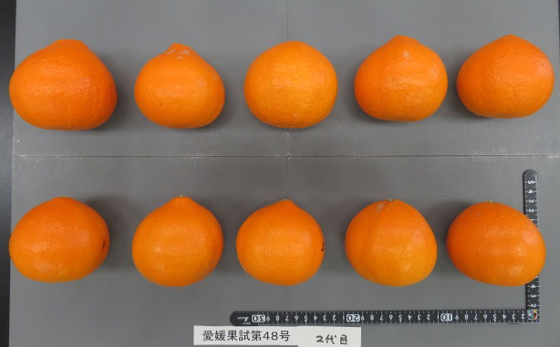 树体 (MAFF, Japan)