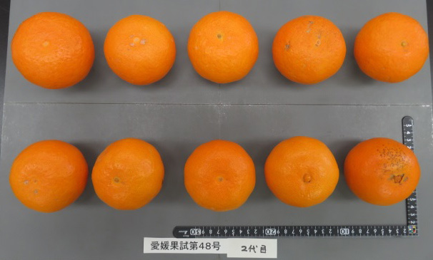 果实 (MAFF, Japan)