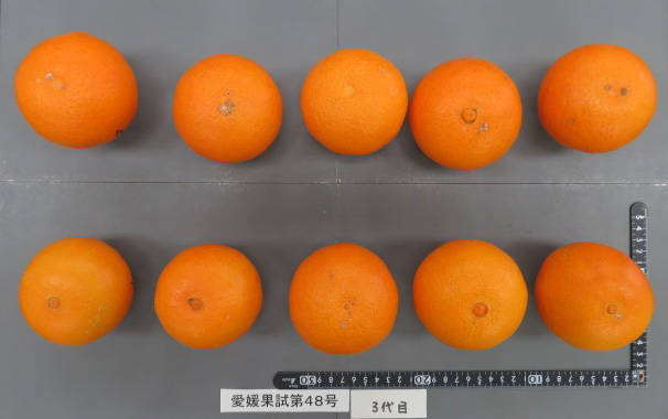 果实 (MAFF, Japan)