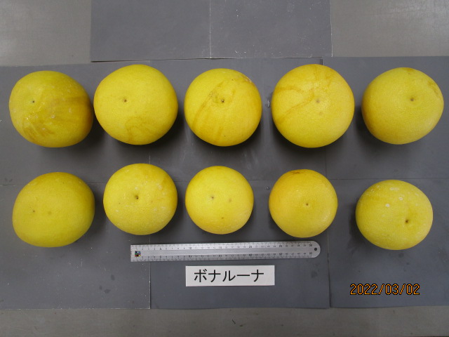 树体 (MAFF, Japan)