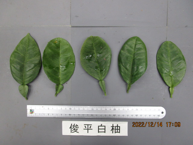 果实 (MAFF, Japan)