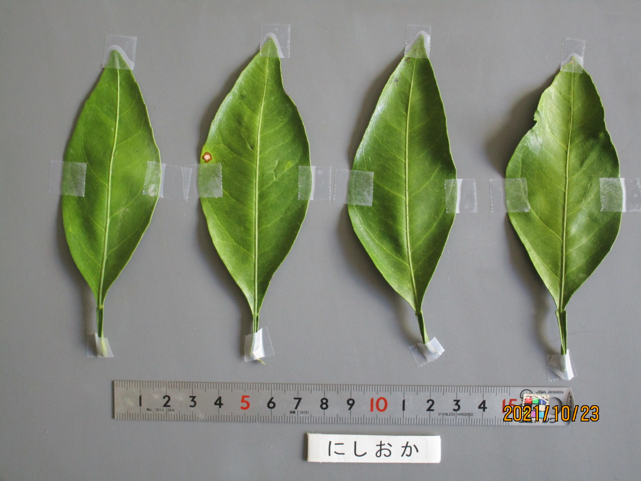 果实 (MAFF, Japan)
