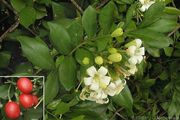 '九里香' Mock orange, Murray paniculata