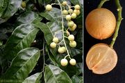 '黄皮' Wampee, Clausena lansium