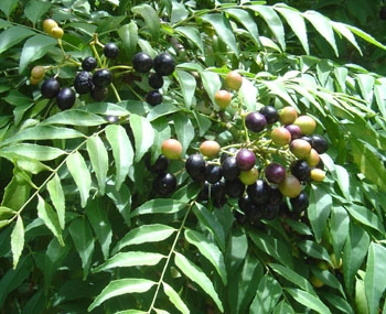 咖喱树 Murraya koenigii, Curry leaf