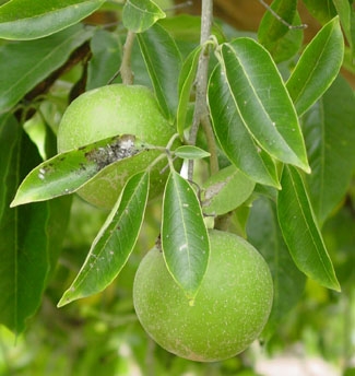 '白人心果' Casimiroa edulis, White Sapote