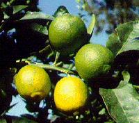'波斯'莱姆 Citrus latifolia, Persian lime © C. Jacquemond / INRA