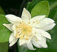'布克捷'酸橙 Citrus aurantium 'Bouquetier' flower